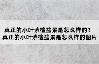 真正的小叶紫檀盆景是怎么样的？ 真正的小叶紫檀盆景是怎么样的图片